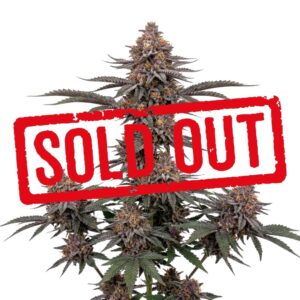 Blueberry Feminizada