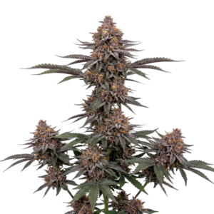 Blueberry Feminizada