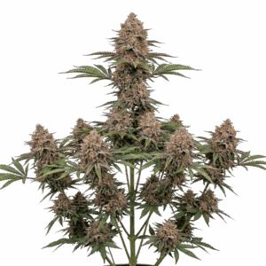 Forbidden Fruit Feminizada