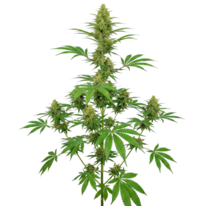 Green Crack CBD Feminizada