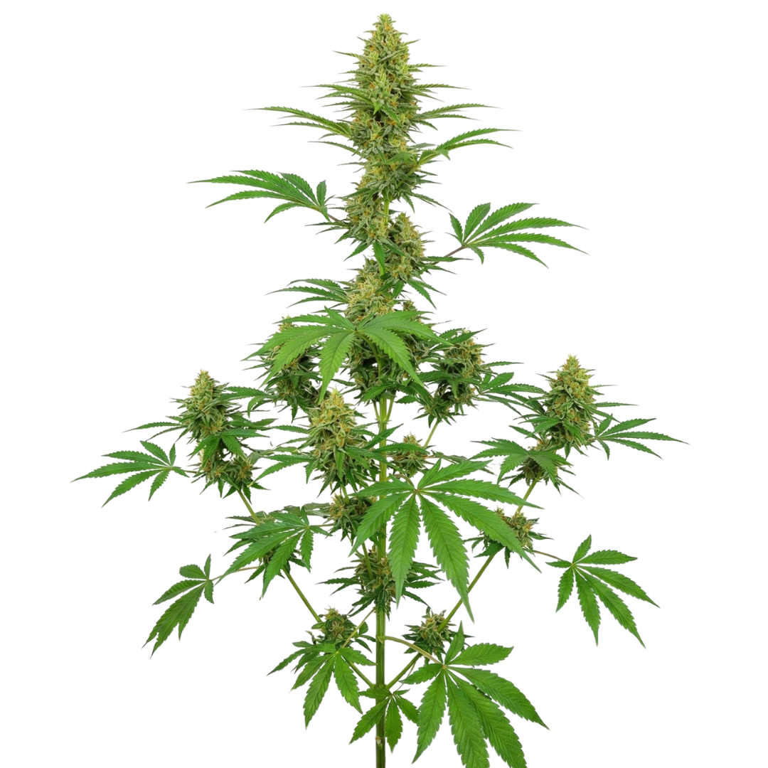 Green Crack CBD Feminizada