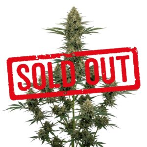 Amnesia Kush Feminizada