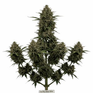 Gorilla Glue Automática