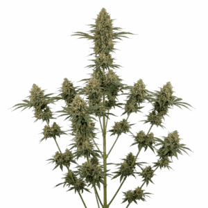 Gorilla Glue #4 Feminizada