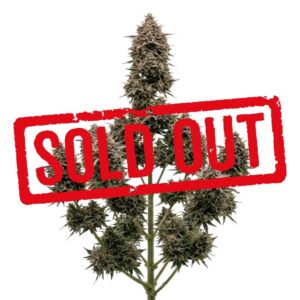 Gelato #41 Automática