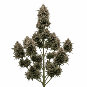 Gelato #41 Automática