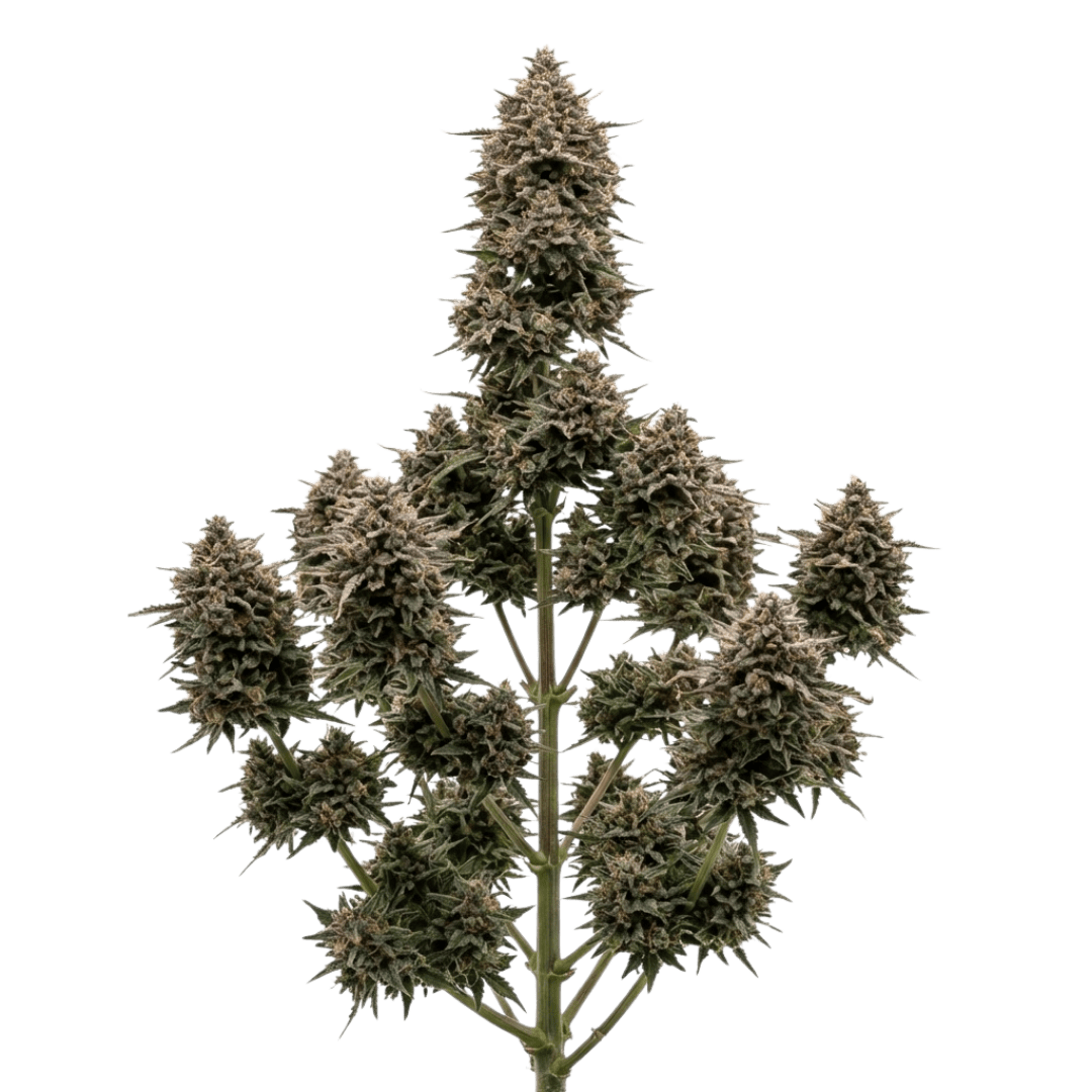 Gelato #41 Automática