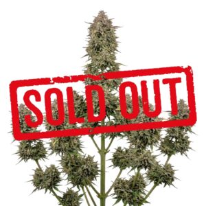 Girl Scout Cookies Automática