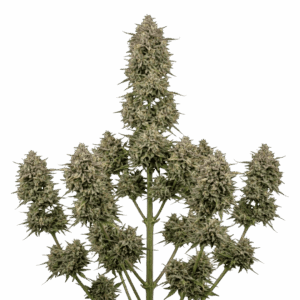 Girl Scout Cookies Automática