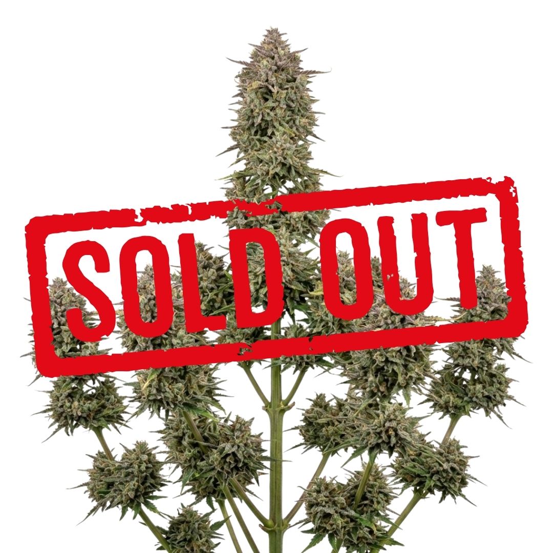 Girl Scout Cookies Automática