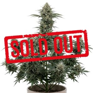 Gorilla Cookies Automática