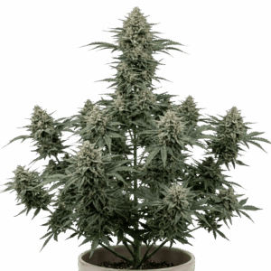 Gorilla Cookies Automática