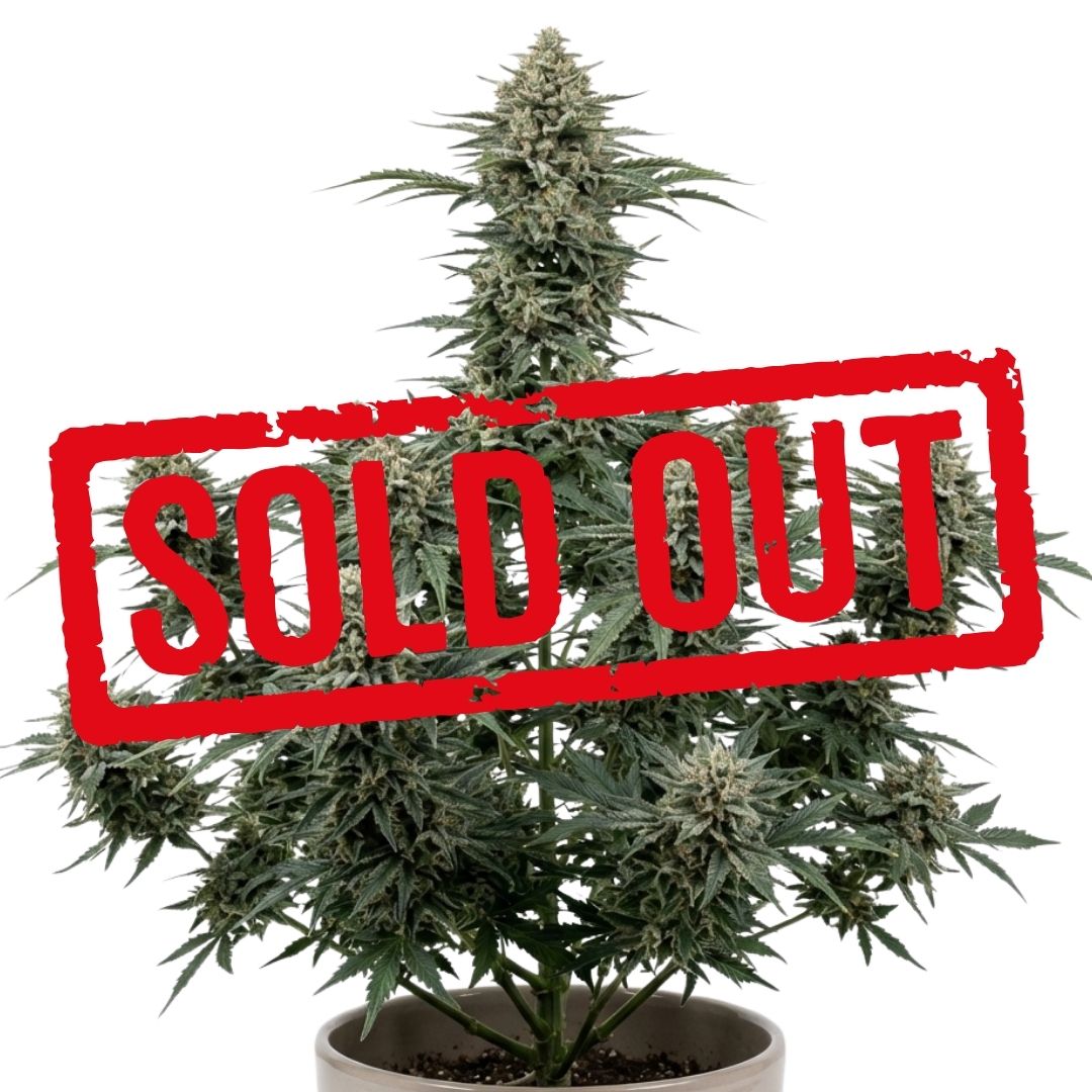 Gorilla Cookies Automática