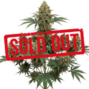 Gorilla Kush Feminizada