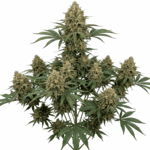 Gorilla Kush Feminizada