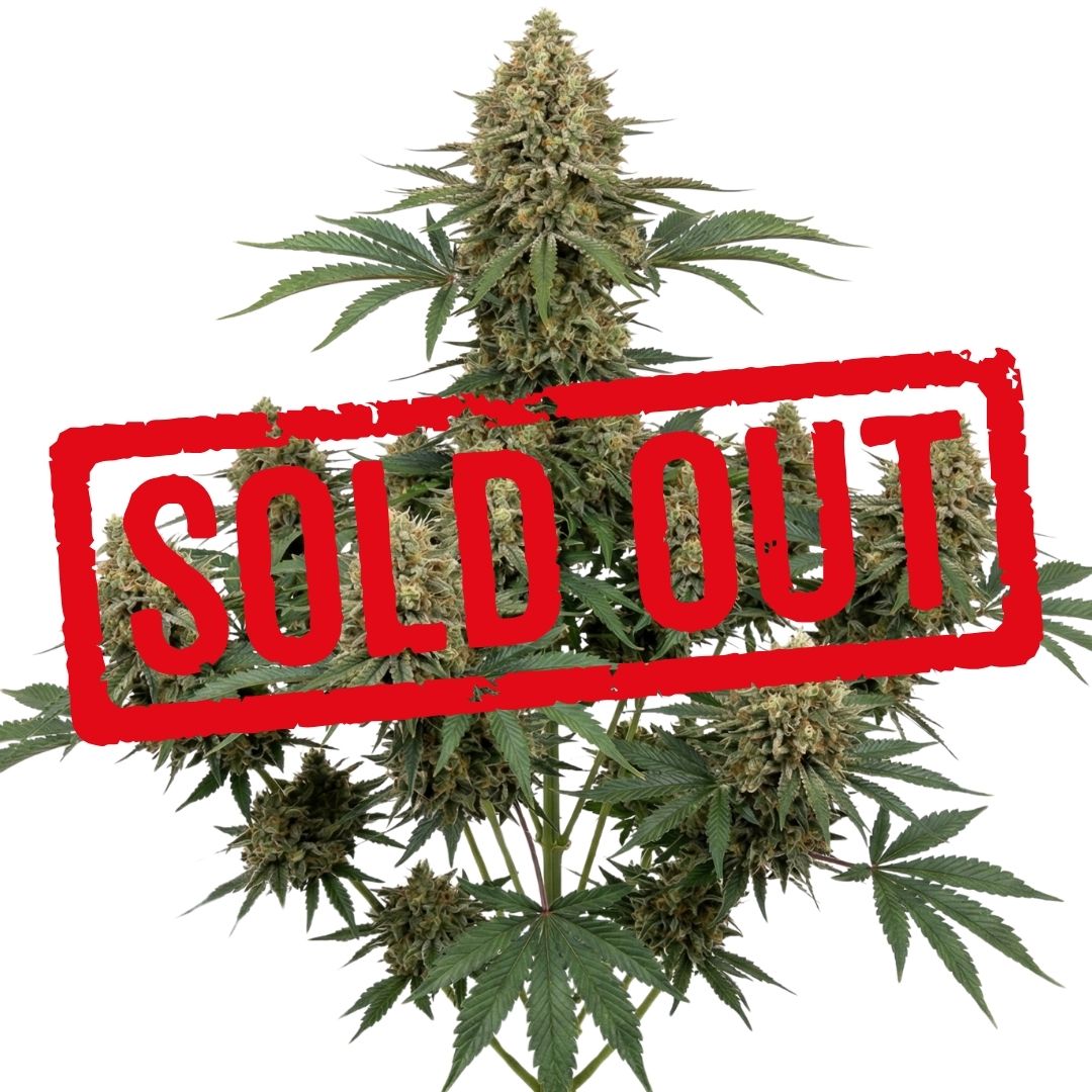 Gorilla Kush Feminizada