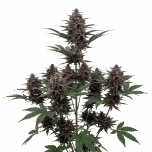 Granddaddy Purple Automática