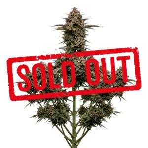 Lemon Kush Automática