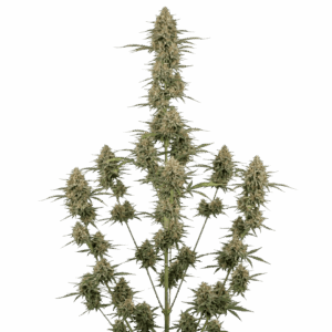 Moby Dick Automática