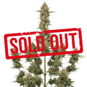 Orange Sherbet Feminizada