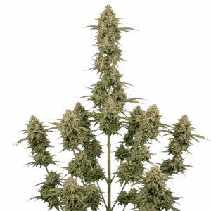 Orange Sherbet Feminizada