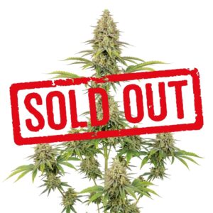 Pineapple Express Feminizada