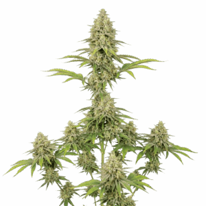 Pineapple Express Feminizada