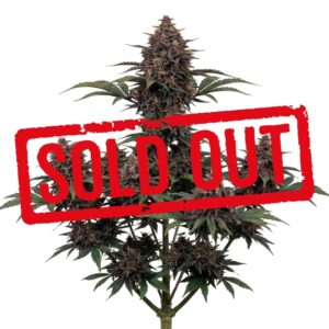 Purple Gas Automática