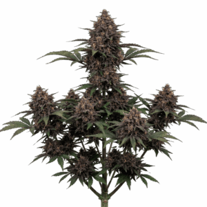 Purple Gas Automática