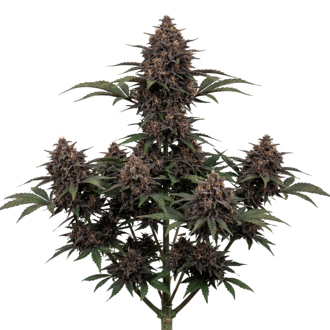 Purple Gas Automática