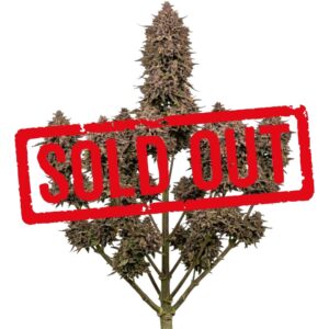 Purple Punch Feminizada