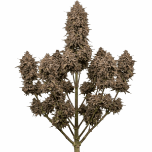 Purple Punch Feminizada