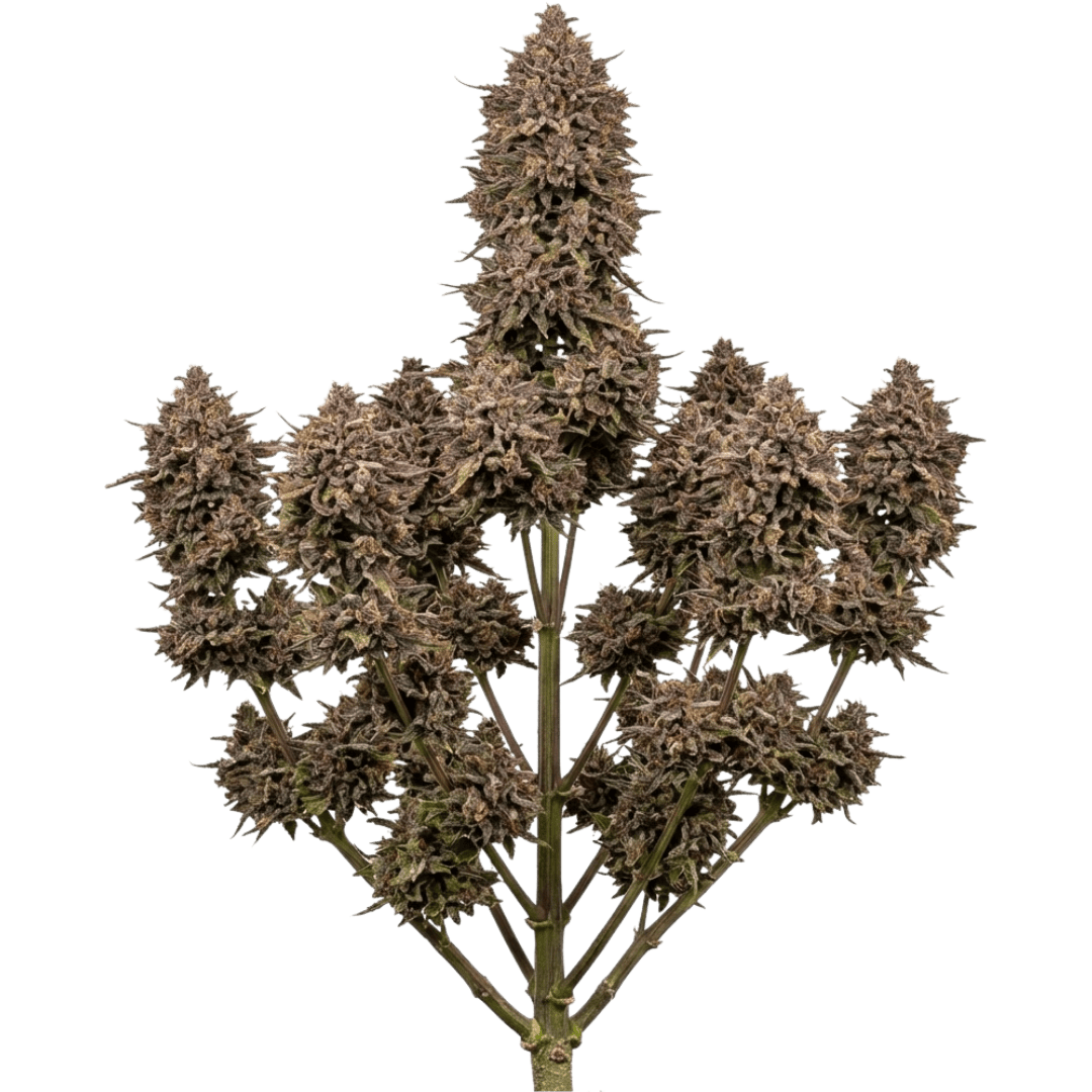 Purple Punch Feminizada