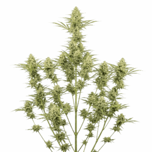 Super Lemon Haze Feminizada