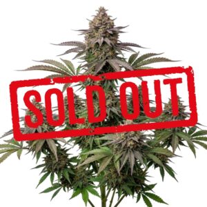 Tropicanna Feminizada