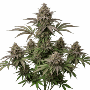 Tropicanna Feminizada