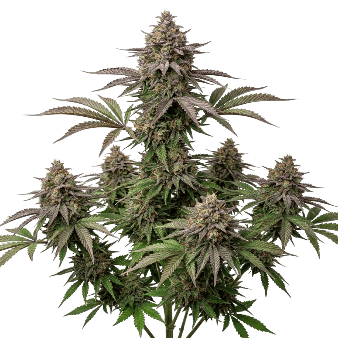 Tropicanna Feminizada