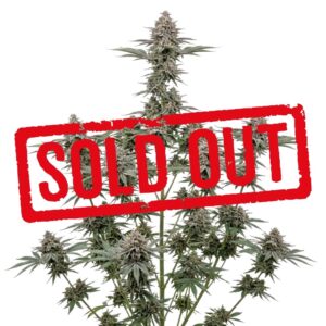 Weeding Cake Feminizada