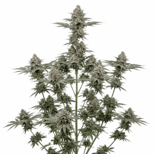 Weeding Cake Feminizada