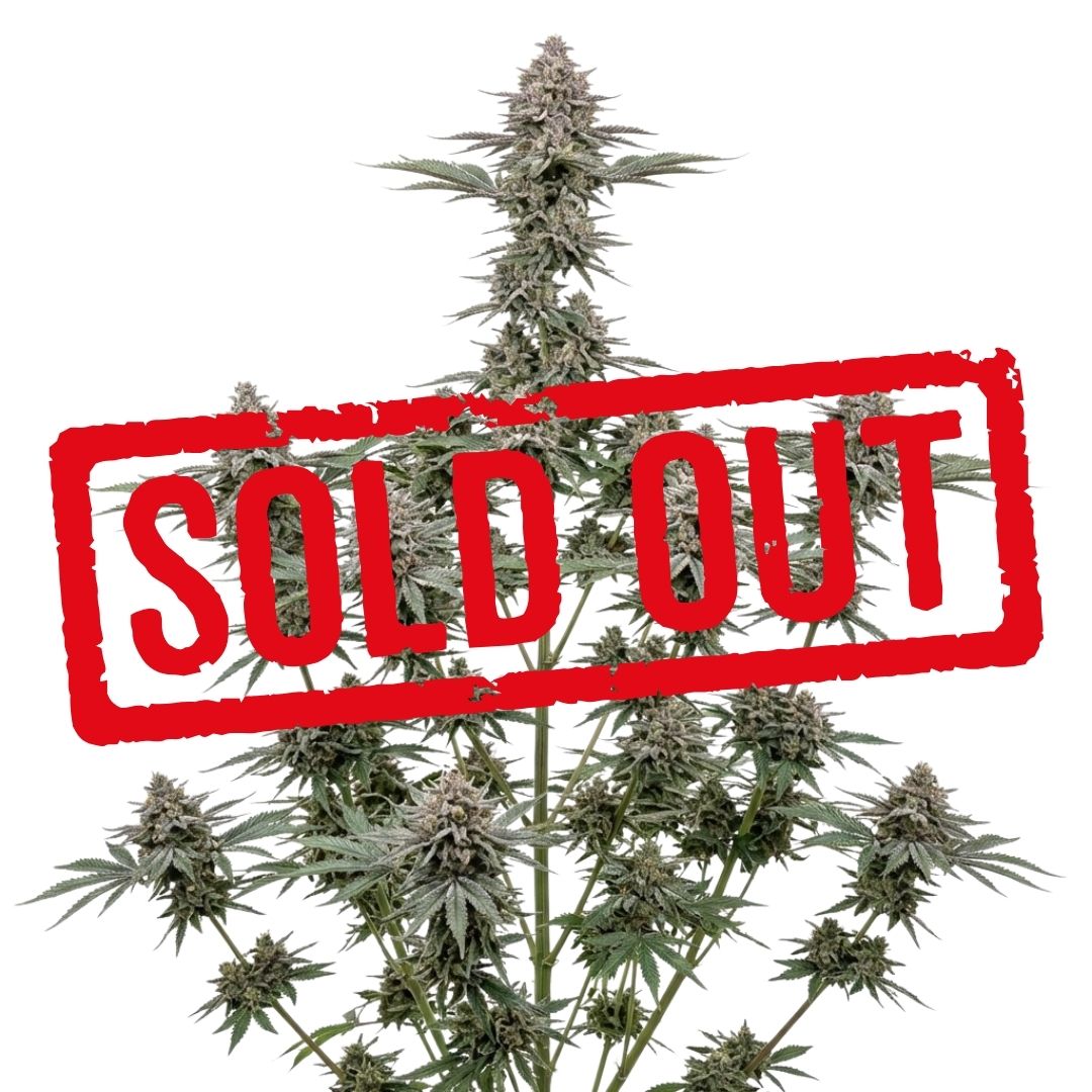 Weeding Cake Feminizada