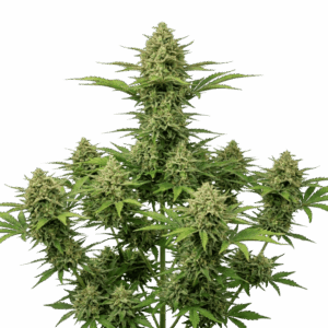 Zkittlez Automática