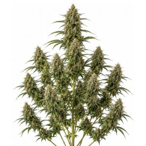 AK-47 Feminizada