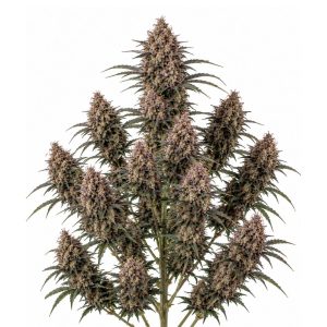 Forbidden Fruit Feminizada