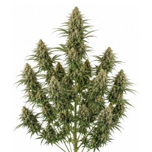 Moby Dick Feminizada