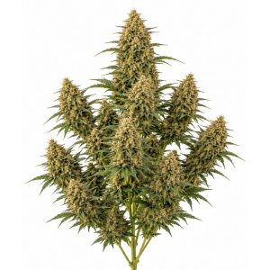 Orange Sherbet Automática