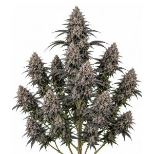 Oreo Runtz Feminizada